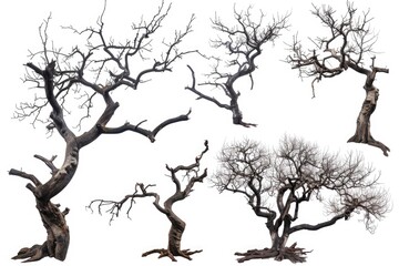 Poster - A group of deciduous trees without their leaves, showcasing the stark beauty of winter