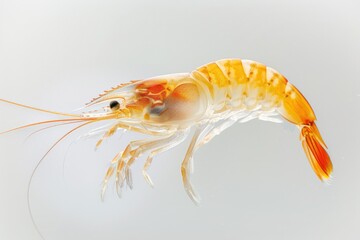 Sticker - A close-up view of a single shrimp on a white surface, ideal for use in food or scientific illustrations