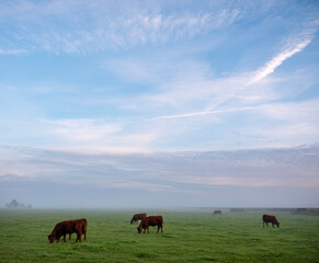 Wall Mural - cows during sunrise on misty morning in valley of river Aisne near Charleville mezieres in champagne ardenne