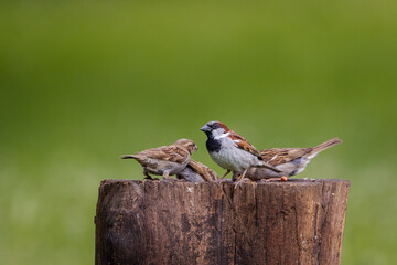 A group  of House sparrows (Passer domesticus) perched on a tree stump.