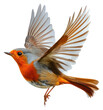 © Rawpixel.com - PNG A flying red robin bird photography birdwatching wildlife.