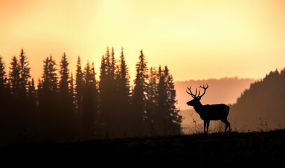 Silhouette photo of a deer standing on a hill overlooking a valley during sunset.