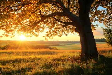 Wall Mural - Golden Sunset Over Field With Large Tree Silhouette