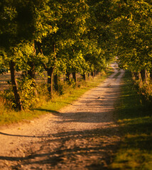 Canvas Print - Pathway in the forest in autumn