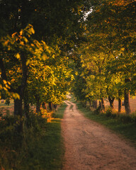 Canvas Print - Pathway in the forest in autumn