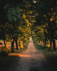 Canvas Print - Pathway in the forest in autumn