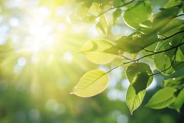 Wall Mural - Sunlight shining through green leaves, nature background