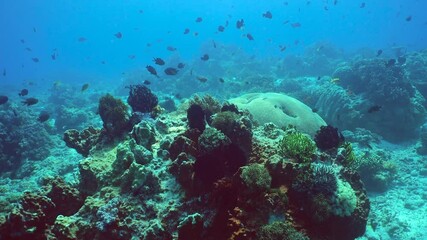 Wall Mural - Tropical coral reef and fishes underwater. Tropical fishes and coral reef underwater. Sipadan, Malaysia.