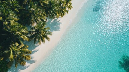 Wall Mural - Aerial view of palm trees on a tropical beach.