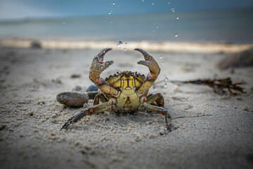 Crab