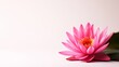 © Alpha - Serene lotus flower in full bloom, soft pink petals, floating on calm water, peaceful setting on solid white background, single object
