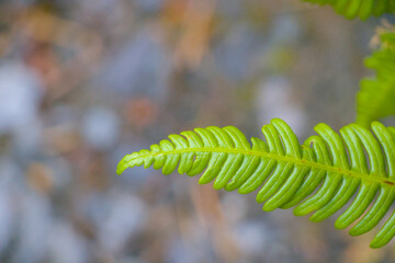 fern leaf in the forest