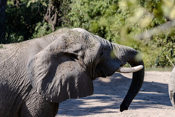 Curious Elephant