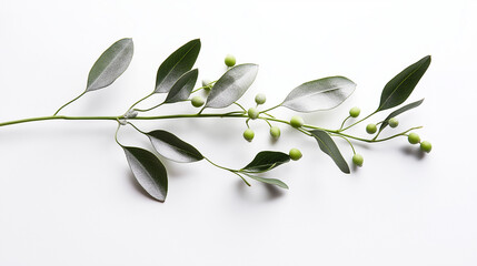 a mistletoe sprig with silver-tipped leaves and green berries against an isolated white background