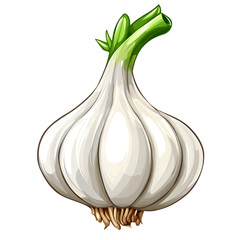 Fresh garlic bulb with green sprout, white isolate background.