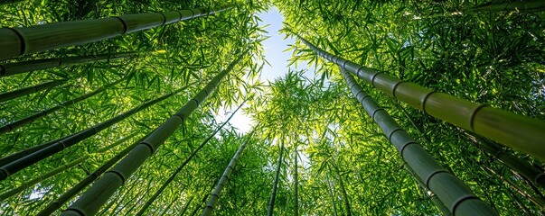 Tranquil bamboo forest illuminated by sunlight, zen ambiance, serene sanctuary, gentle rustling :: meditation, forest walk, bamboo craftsmanship