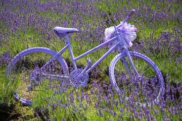 Wall Mural - A bicycle in field with lavender flowers in Delureni, Bistrita, Romania, July 2024