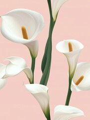 Poster - Soft pale pink pastel background with a top-down view featuring a beautiful Calla lily pattern.