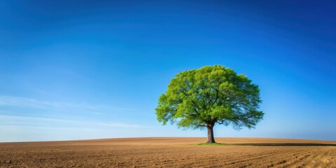 Lonely tree standing tall in an empty field under a clear blue sky, lonely, tree, solitary, isolated, nature, landscape