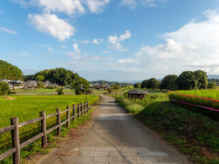 Wall Mural - 明日香村の橘寺より見る棚田の風景