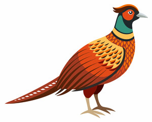 Canvas Print - Common pheasant bird vector art illustration