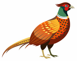 Canvas Print - Common pheasant bird vector art illustration