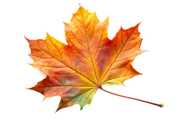 Autumn maple leaf close-up with intricate veins isolated on white