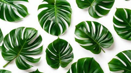 Canvas Print - Explore a serene leaf design featuring tropical Philodendron leaves, perfect for a minimal summer vibe in your space.