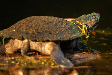 Wall Mural - The saw-shelled turtle is a species of turtle in the Chelidae family endemic to Australia.