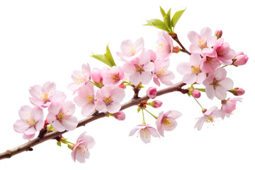 Delicate pink cherry blossoms in full bloom isolated on transparent background