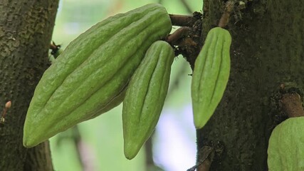 Sticker - cocoa fruit on tree