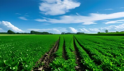 Vibrant agricultural landscape featuring lush green farm fields, furrowed soil, and a backdrop of blue sky accented by fluffy white clouds.