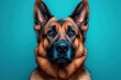 © nddcenter - Intense Gaze of a German Shepherd Dog: A close-up portrait of a German Shepherd's focused gaze, showcasing its intelligent and protective nature. The dog's piercing eyes and alert posture evoke a sens
