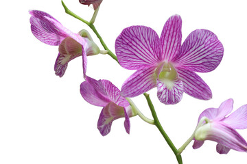 Purple orchid flowers blooming with several buds branch isolated on transparent background.