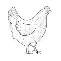 Sketch of Chicken. Engraved Chicken. Rural natural bird farming. Poultry business.

