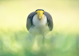 Front-on portrait of a wild, adult masked lapwing (Vanellus miles) in soft natural light