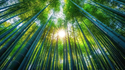 Sticker - Sunlight Filtering Through a Dense Bamboo Forest