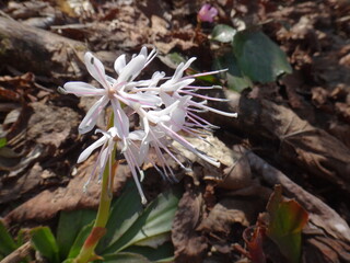 White swamp pink blooming in the mountains in early spring