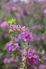 floral background of blooming loosestrife in a garden