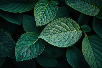 Green foliage showing detailed veins texture background