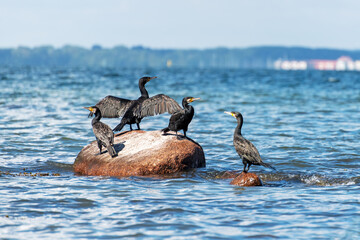 Cormorant sits on the shore with its wings spread out in front of an even surface of water