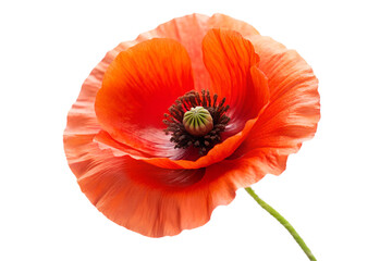 Red poppy flower in full bloom on transparent background