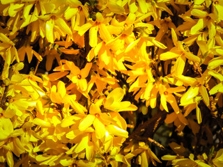 Poster - Yellow Forsythia flowers as nature background.