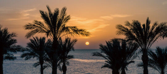 Sticker - evening sunset landscape on the background of the silhouette of palm trees and the Red Sea with the sky and clouds in Egypt