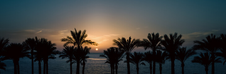 Sticker - panoramic view of the setting sun among the palm trees in the Red Sea in Egypt