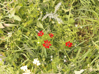 Poster - Lawn with red flowers as a nature background.