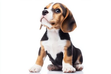 Beagle puppy sitting on white background, isolate,