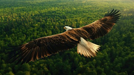 An eagle flying above a dense forest, with a bird's-eye view of the green landscape stretching far into the distance.