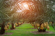 © sornchai - The bagged dates palm for fruit damaging insects at the farm with sunlight. It is smooth, there is no rust, and it is more attractive.