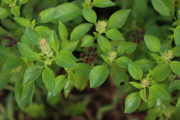 Wall Mural - Close-up of Ocimum basilicum or Lemon Basil plant with many white flowers in the vegetable garden